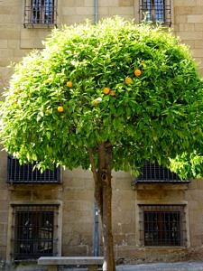Baum der reife Orangen trägt